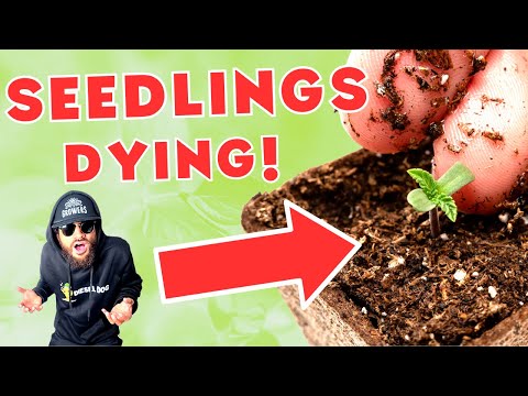 The WORST MISTAKE you can make...Deadly Damping Off!