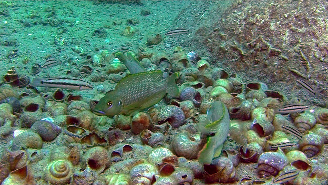 Lamprologus callipterus  sharing shells on his shell-bed.