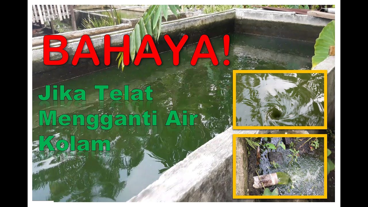 Budidaya Ikan Nila, Teknik Penggantian Air Kolam - YouTube