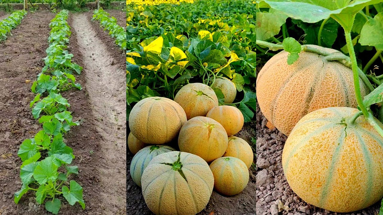 Growing real melons in the ground at home (full video)