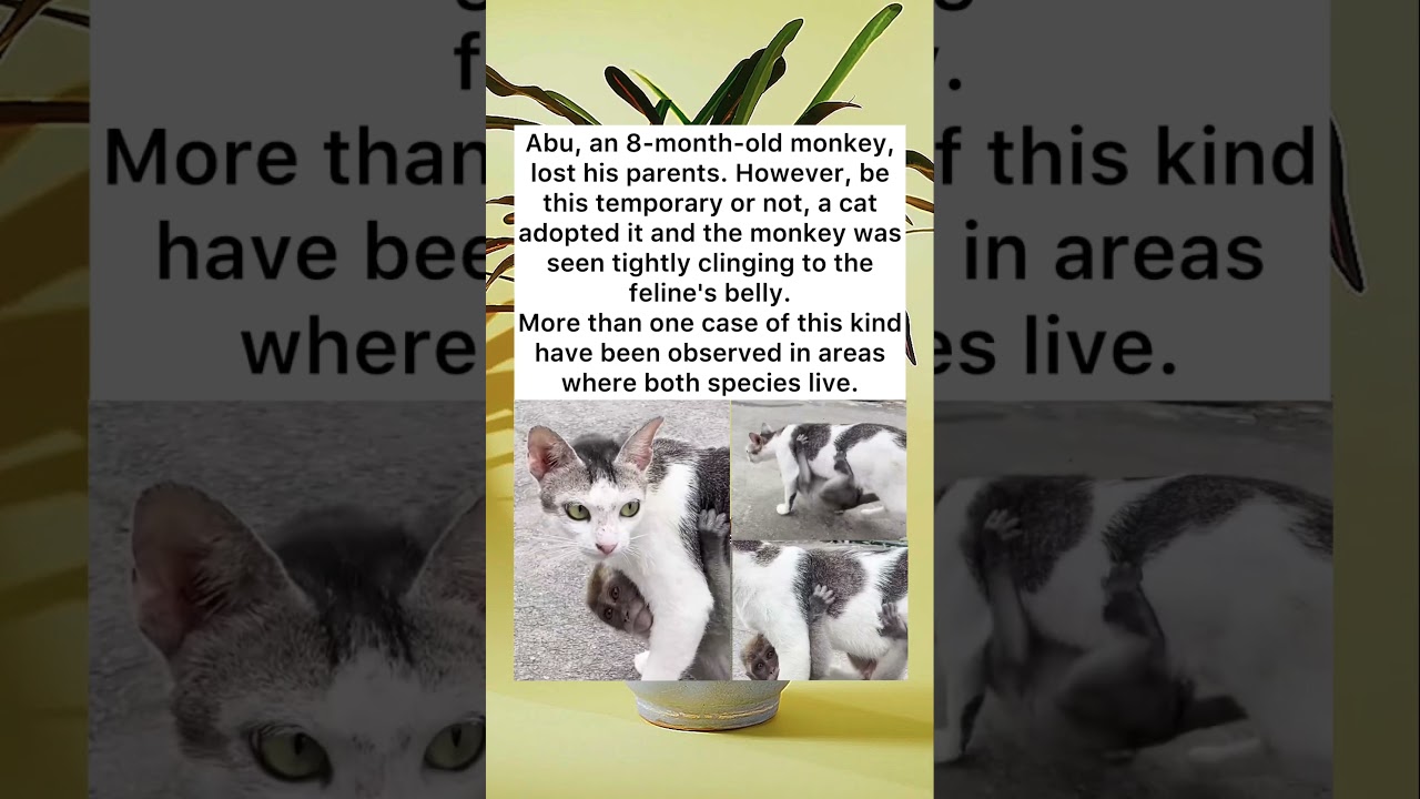 Unlikely Bonds: The Baby Monkey and His Cat Mother 