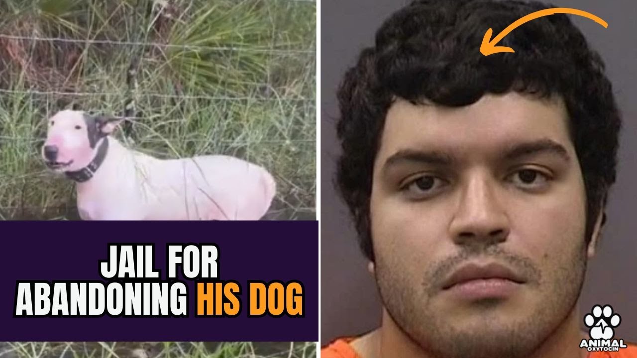 PRISON TIME for Man Who Abandoned Dog During Hurricane Milton! - YouTube