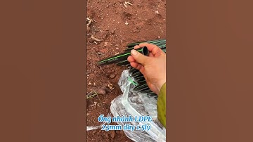 Cách trải ống nhánh LDPE nhanh gọn , không bị gấp khi làm hệ thống tưới