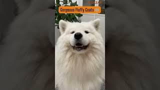 7 Amazing Things About American Eskimo Dogs 🐶✨