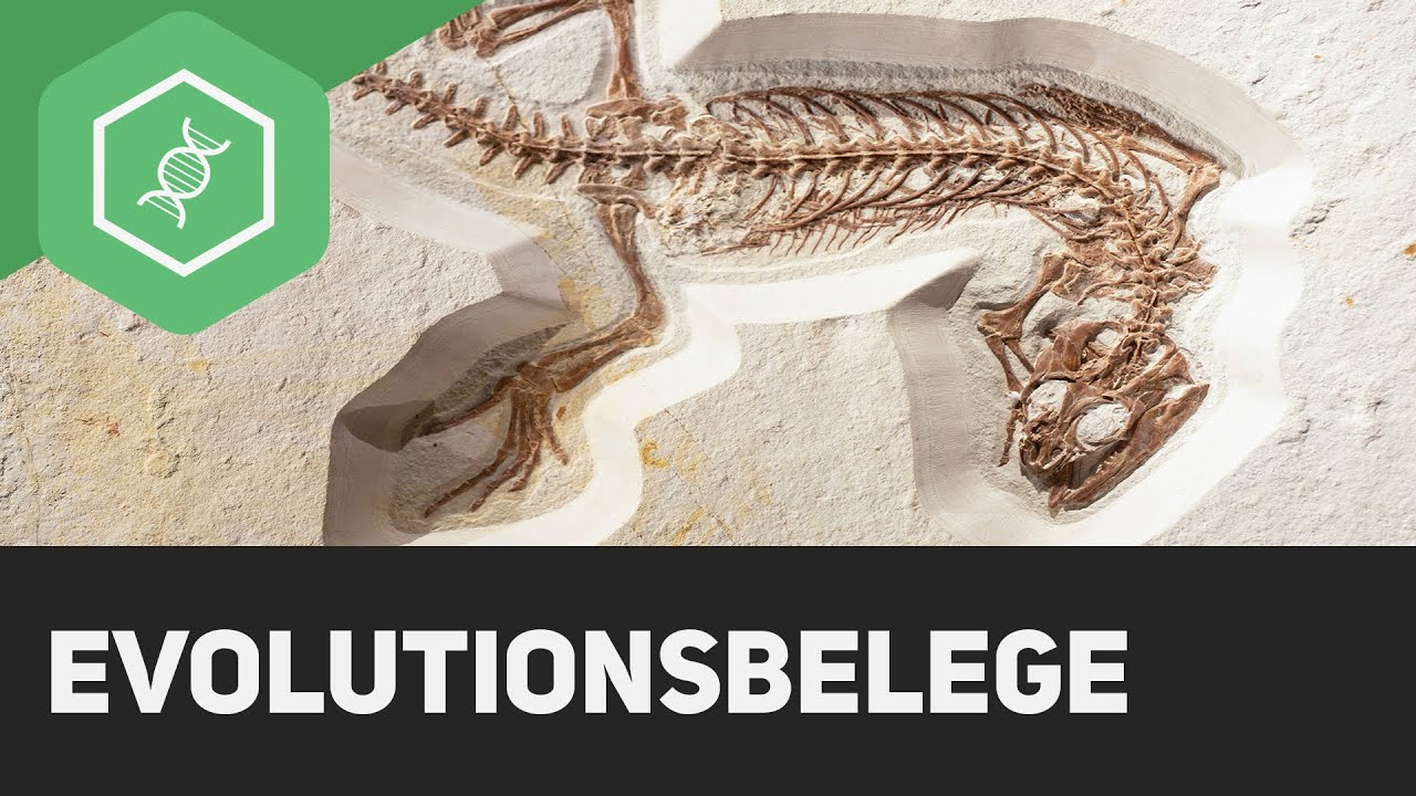 Fossiliensammler: Auf der Schatzsuche nach Zeugnissen aus dem Erdinneren | Paläontologie | BR