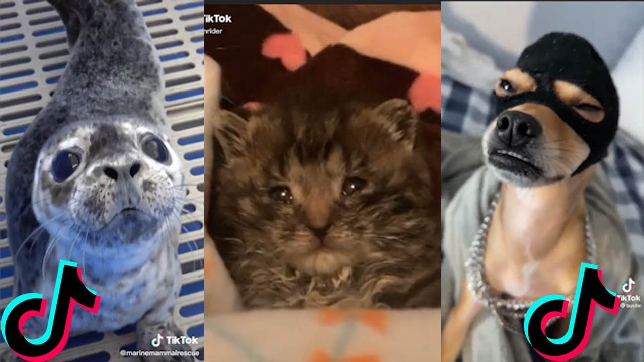 The Cutest Animals on TikTok! That will Brighten Up Your Day😍😍 ️ - YouTube