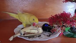 Yellow Parrot Eating Banana 🍌#Parrot #Cutepets #Talkingparrot #Smartparrot