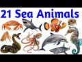 Learn Sea Animals Names: Shark, Dolphin, Octopus, Crab, Whale with Sound  #SeaAnimals 1