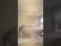 The BIG GUN Speaks Loudly Glory To Ukraine DShK Heavy Machine Gun The BIG GUN Speaks Loudly Glory To Ukraine DShK Heavy Machine Gun