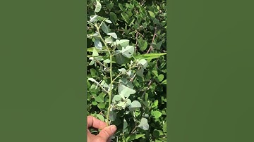 Kim tiền thảo, rau má, rễ cỏ xước chữa sỏi mật, sỏi thận