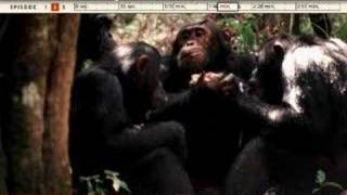 Evolution Anatomy Becominghuman.org