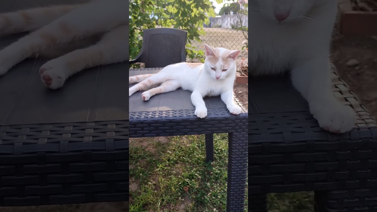 Relaxation Mode: My Cat Enjoying Nature 🐾🌿💖 