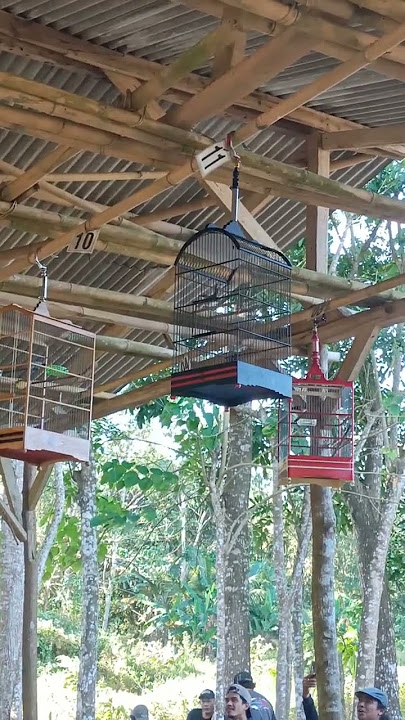 Kontes Burung Ciblek kristal kompak