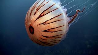 Sea drifters (jellyfish / медуза /  medusa / meduze underwater in Ireland). Watch in HD!