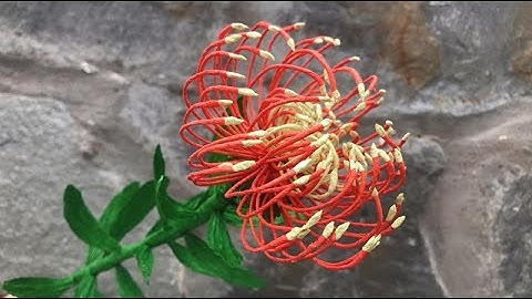 ABC TV | How To Make Leucospermum Paper Flower From Crepe Paper #1 - Craft Tutorial