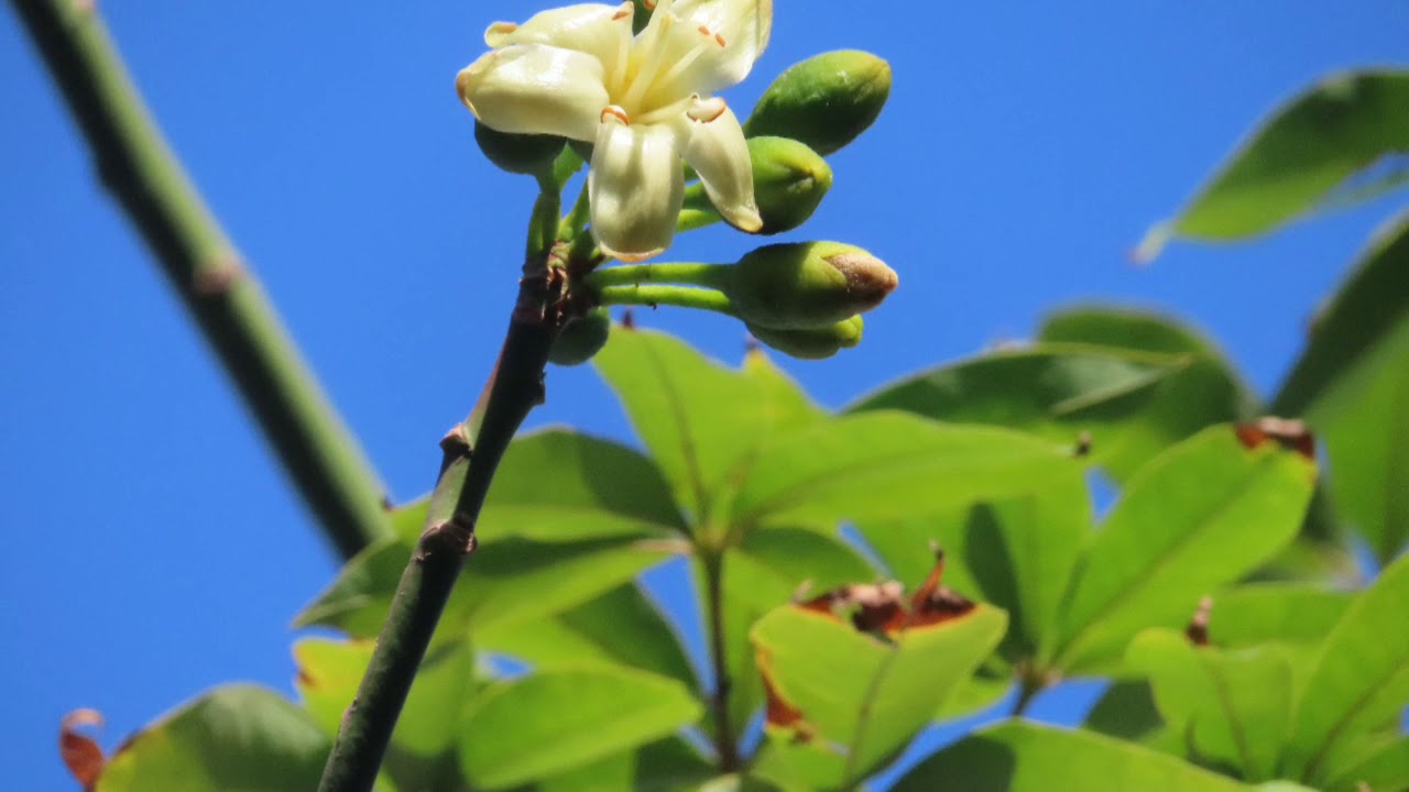 Rare White Semal(Bombax ceiba)Tree.सफ़ेद सेमल। - YouTube