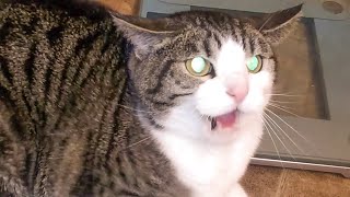 Angry and Aggressive Cats Hissing Compilation  Growling, Hissing and Claw || PETASTIC