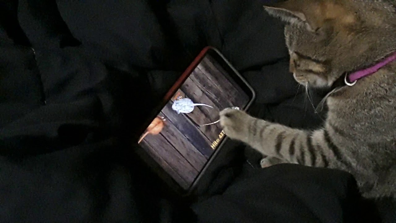 Smart cat YouTube