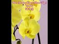 Орхидеи: Новые орхидеи в моей коллекции и разочарование в проверенных продавцах