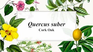 Focal Plant - Quercus Suber