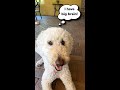 Are You Smarter Than My Dog?!? #shorts #short #dog