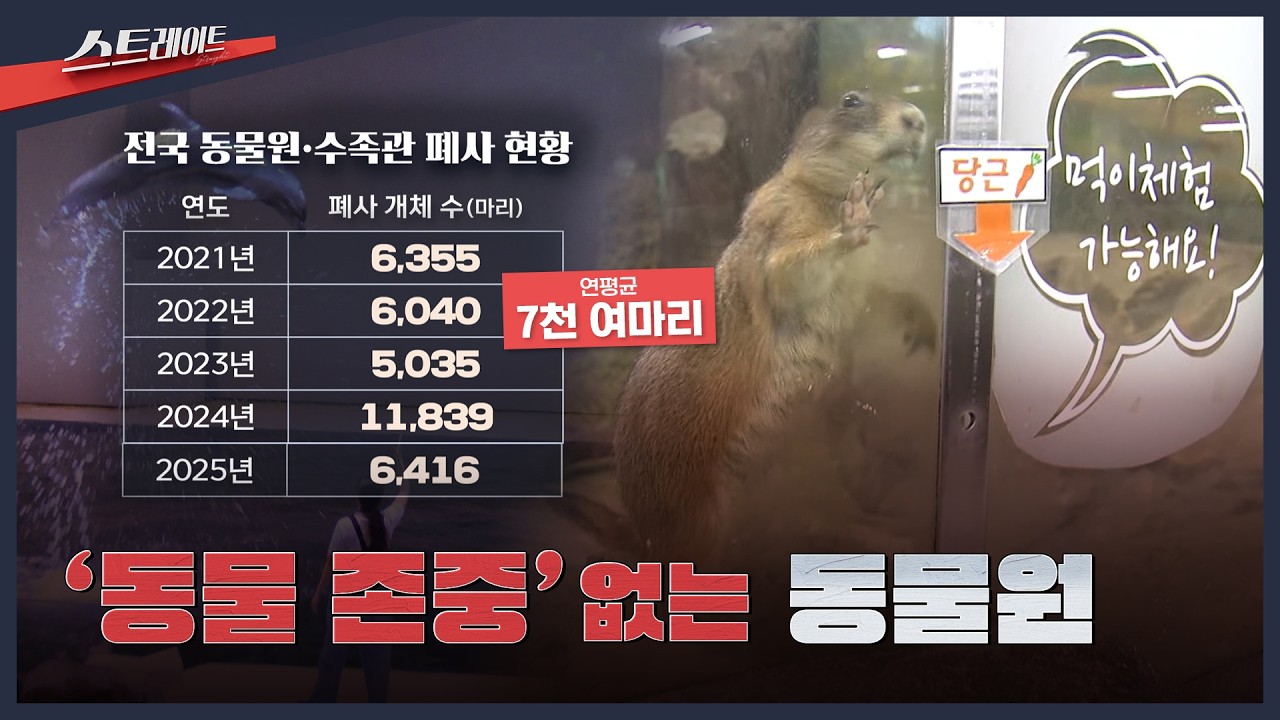 [MBC 탐사기획 스트레이트 341회] '동물 존중' 없는 동물원 | 스트레이트 341회 (26.05.24)