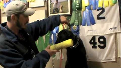 Force Fetch Video Four