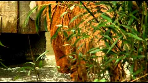 Watch our Sumatran tiger take a dip in his pool - DayDayNews