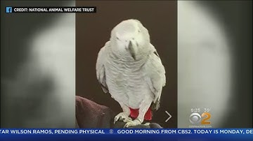 Problem Parrot Now Using Amazon Alexa To Order Snacks