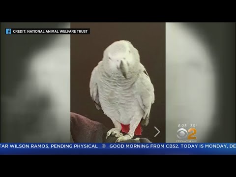 Problem Parrot Now Using Amazon Alexa To Order Snacks