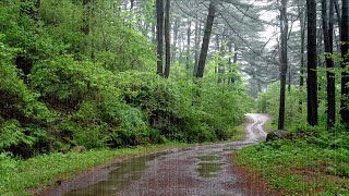 End Your Worries and Fatigue Rain Sounds in the Forest. Peace of Mind, Healing Rain for Good Sleep