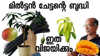 ഇ രഹസ്യങ്ങൾ  അറിഞ്ഞാൽ നിങ്ങൾക്കും ഗ്രാഫ്റ്റ് ചെയ്യാം  .ഗ്രാഫ്റ്റിങ്ങ് പഠിപ്പിക്കുന്നു