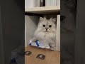 戸棚に入って出てこないので引っ張り出される猫 【サイベリアン】 #Shorts