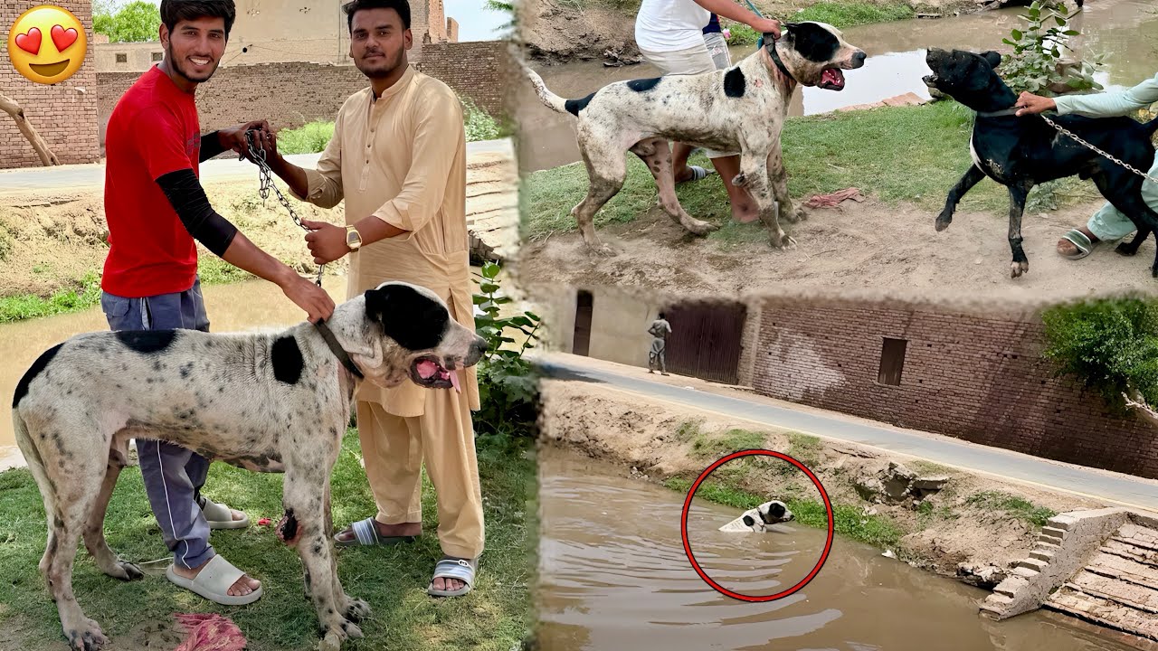 Waseem gave me his heavy bully dog as a gift 😍