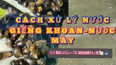 Chia sẻ cách xử lý nước giếng khoan, nước máy để nuôi cá và ốc