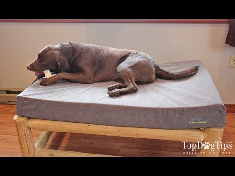 buddyrest-comfort-deluxe-memory-foam-dog-bed-review-(2018)