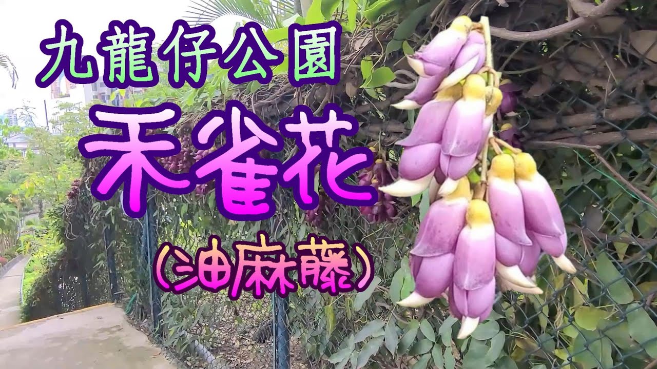輕輕鬆鬆 賞花遊蹤 禾雀花 油麻藤 九龍仔公園 Birdwood S Mucuna Kowloon Tsai Park Youtube