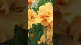 Ирисы: три секрета выращивания #цветы #сад #garden