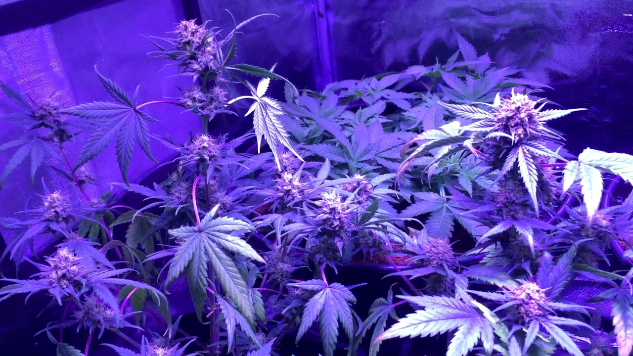 Autoflower Skunk Day 28 Bloom (Sensi Seeds)