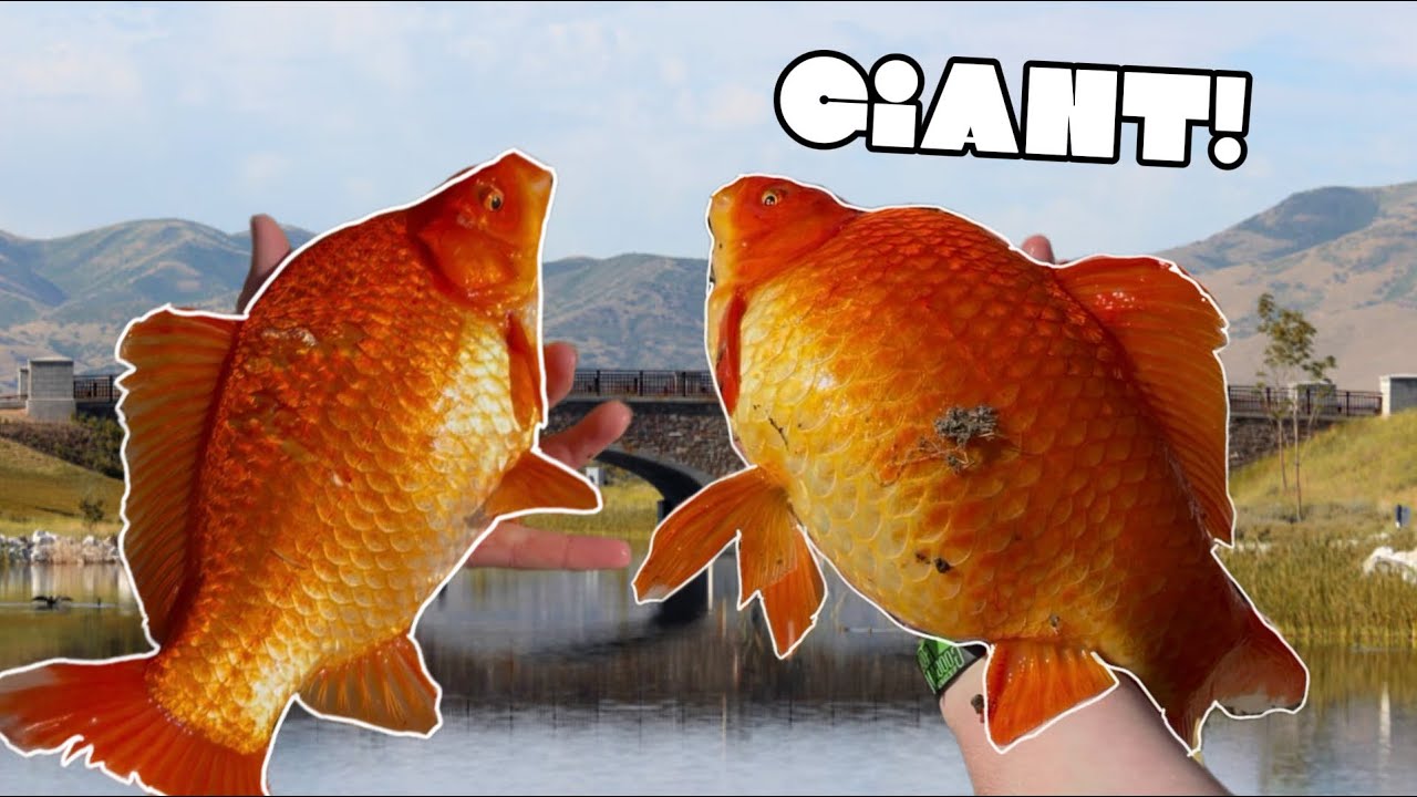 Snagging the BIGGEST and ORANGEST goldfish I’ve EVER SEEN