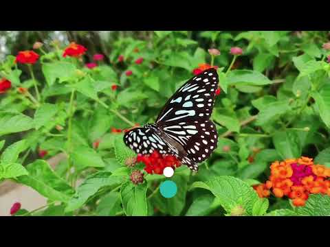 Video: Tahukah kamu fakta tentang nektarin?