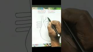 Drawing Human Heart Easy
