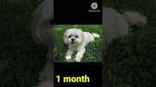 1 year lhasa apso dog size ‍#viral #shortvideo @Street_Dog_Kalu436