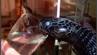 KOBRAYA ELİYLE SU İÇİREN ADAM