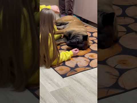 Бельгийская овчарка Кайман малинуа милейшее существо #шортс #бельгийскаяовчарка #малинуа #дрессура