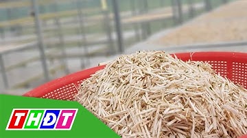 Trà mãng cầu xiêm Sóc Trăng có giá 1 triệu đồng/kg | THDT