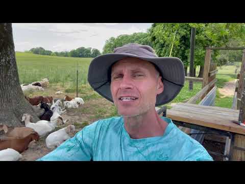 Wideo: Czy oddzieli owce od kóz?