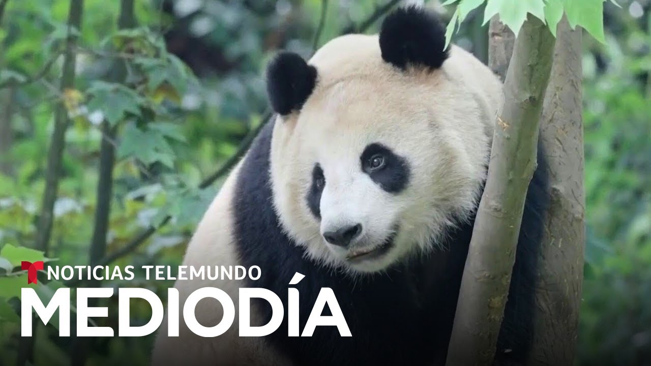 ⁣Recobra fuerza la 'diplomacia de los pandas' con el envío de dos desde China | Noticias Te