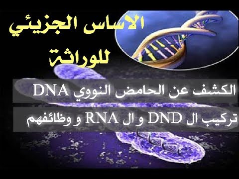38 الاساس الجزيئي للوراثة كشف حامض Dna القواعد النتروجينية