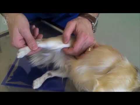 Video: Riesenzelltumoren Bei Hunden